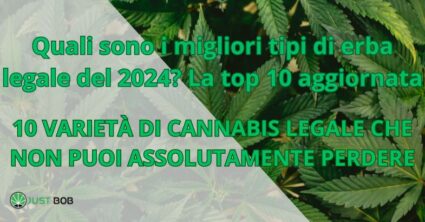 migliori tipi di erba legale del 2024