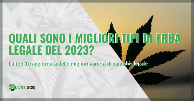 I migliori tipi di erba legale 2023 | Justbob