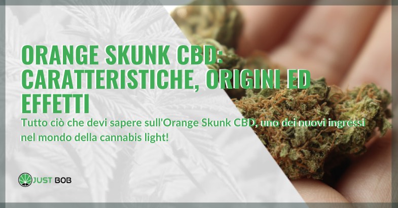 orange skunk cbd caratteristiche origini effetti