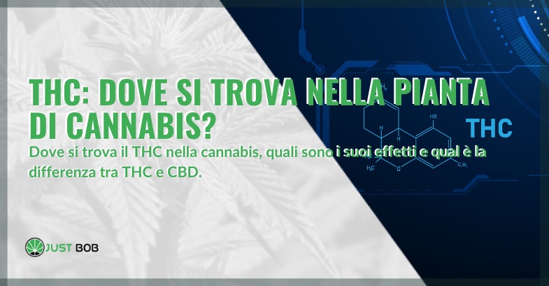 thc dove si trova