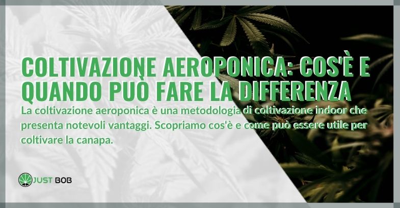 Ecco come la coltivazione aeroponica fa la differenza