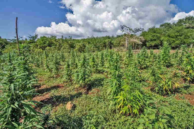 coltivazione marijuana in europa 
