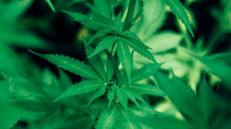 Legge marijuana light: ultime notizie.