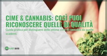 Impara a distinguere una cima di cannabis di qualità da una scadente