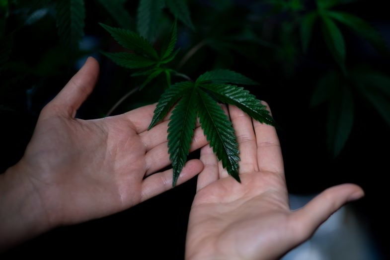 Marijuana e automotive sono realtà