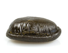 hashish-cbd-Pakistano 