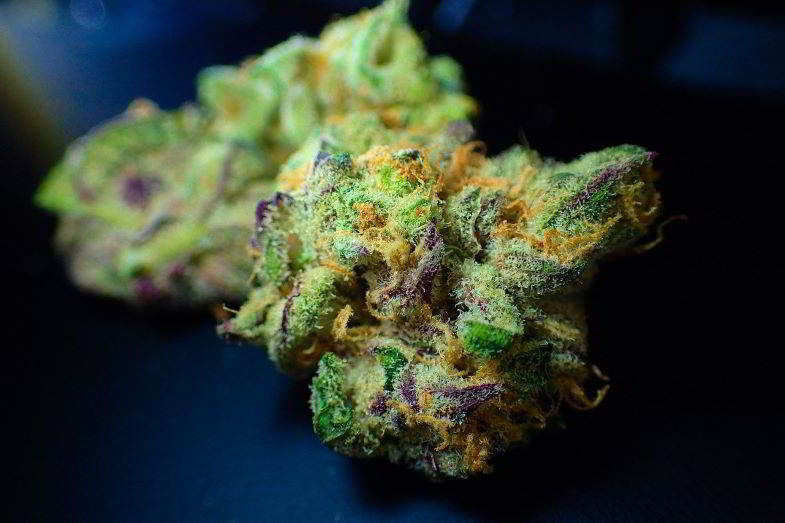 aroma cannabis
