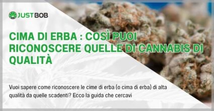 Cima di erba : così puoi riconoscere quelle di cannabis di qualità