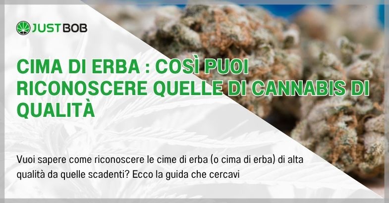 Cima di erba : così puoi riconoscere quelle di cannabis di qualità