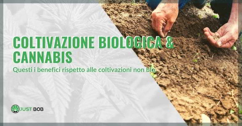 coltivazione biologica della canapa legale