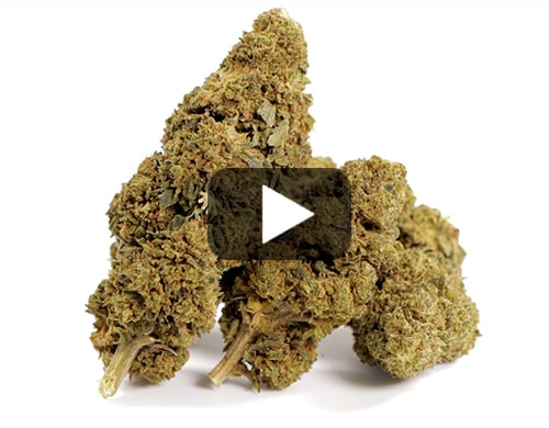 erba-legale-GG#4-cbd-boost