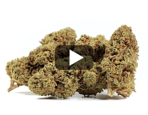 erba-legale-bubblegum