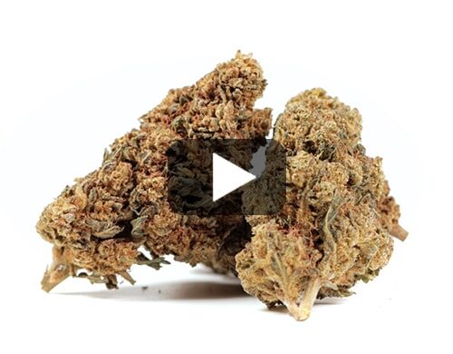 erba-legale-gg#4-cbd-boost