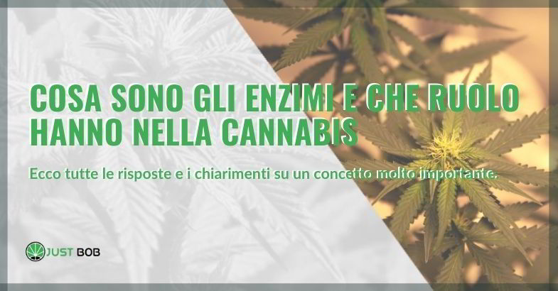 Gli enzimi cosa sono e che ruolo hanno nella pianta di canapa legale.