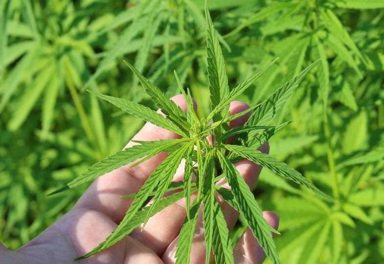 gli enzimi cosa sono e perché sono importanti per la cannabis
