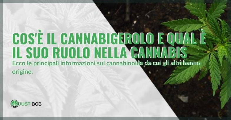 Ruolo del cannabigerolo nella pianta ed effetti.