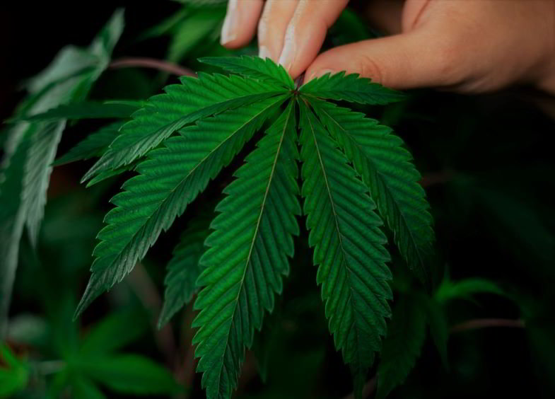 New York marijuana legalizzata