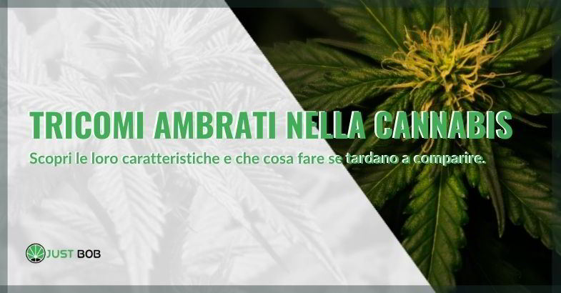 tricomi ambrati nella cannabis