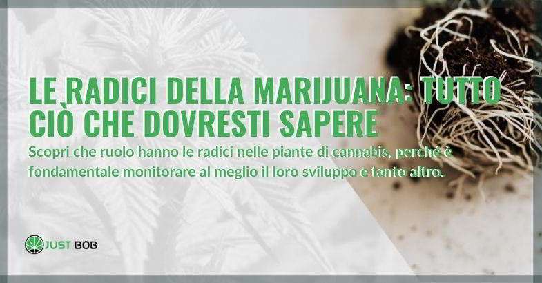 radici della marijuana