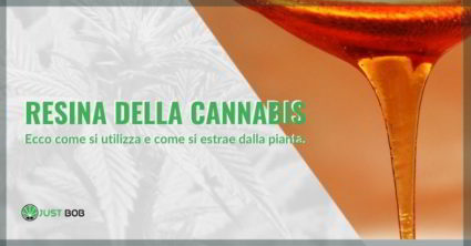 resina della cannabis uso e estrazione