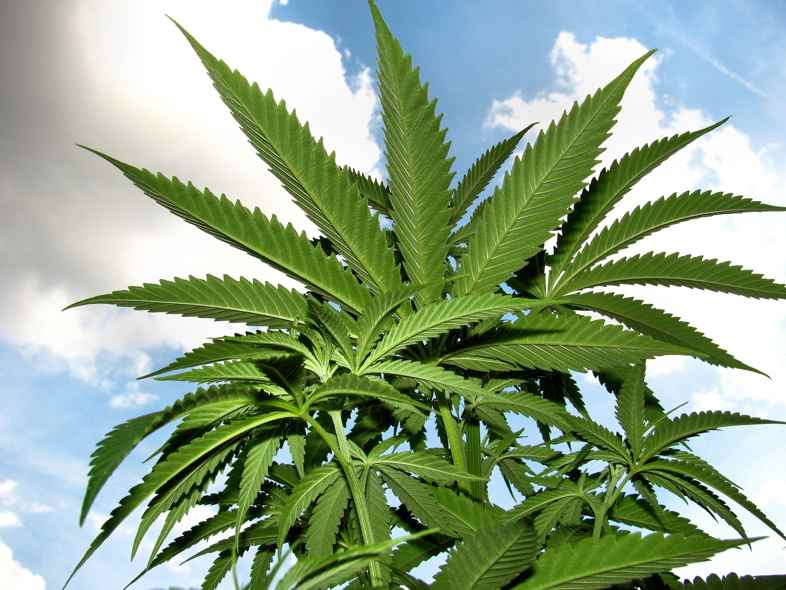I cannabinoidi sono sostanze naturali prodotte dalla Canapa sativa