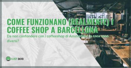 In cosa si differenziano i coffee shop di Barcellona e i coffeeshop di Amsterdam?