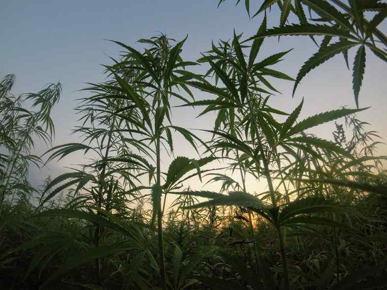 Le piante di cannabis assorbono i metalli pesanti dal terreno migliorandone le condizioni fisiche