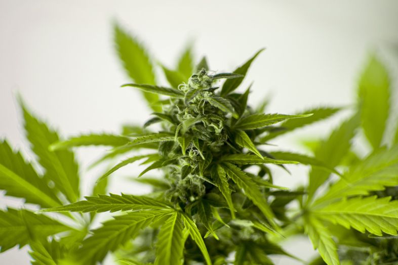L'investimento di criptovalute nella cannabis