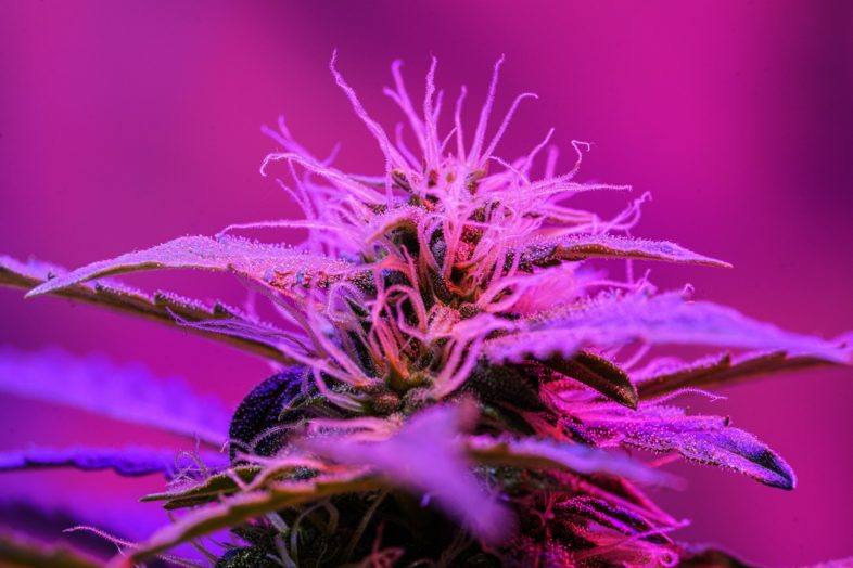 Una pianta di cannabis femmina
