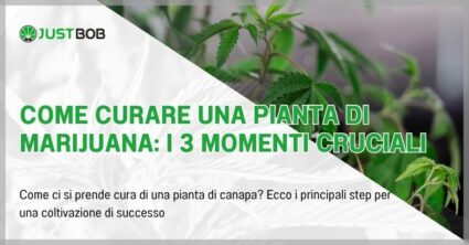 Come curare una pianta di marijuana: i 3 momenti cruciali