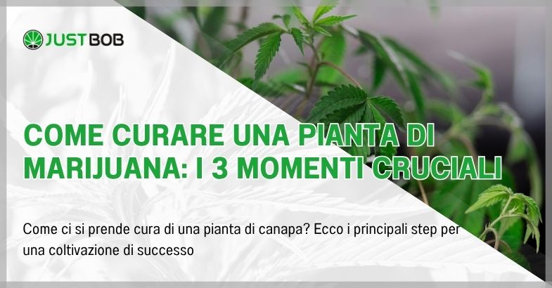 come-curare-una-pianta-di-marijuana Come curare una pianta di marijuana: i 3 momenti cruciali