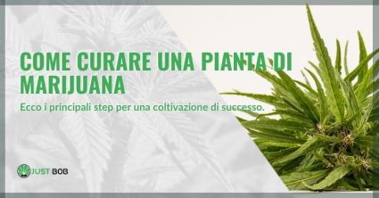 come curare una pianta di marijuana