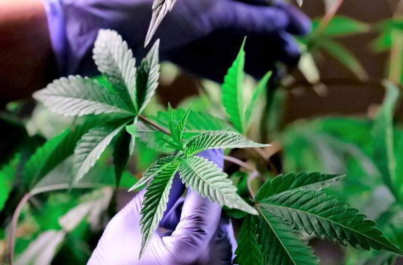 pianta di canapa per uso industriale