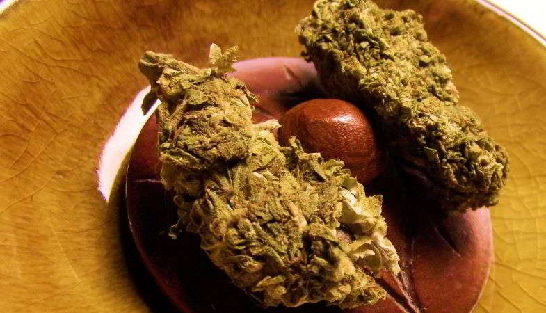 sfera di hashish tra due infiorescenze di marijuana