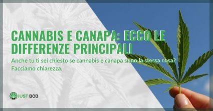 cannabis e canapa