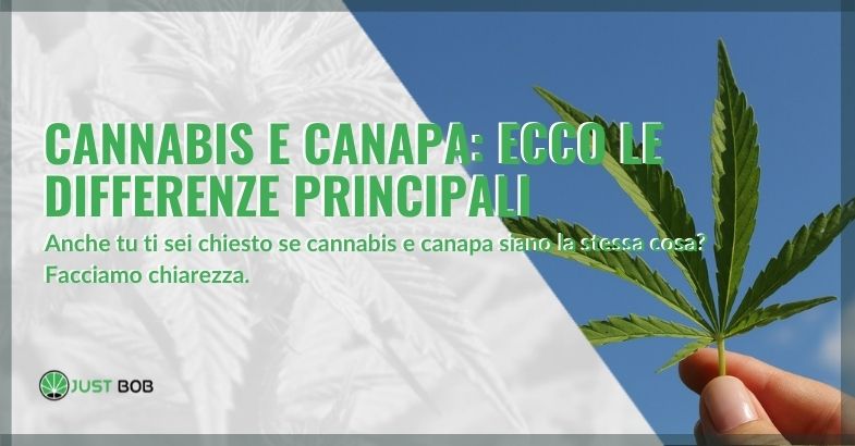 cannabis e canapa