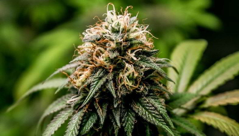 pianta di cannabis