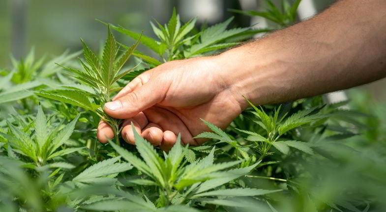 coltivazione della cannabis