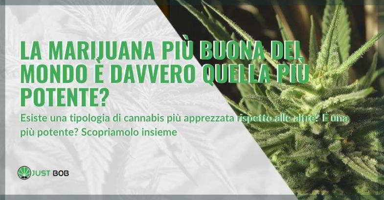 la marijuana più buona e potente