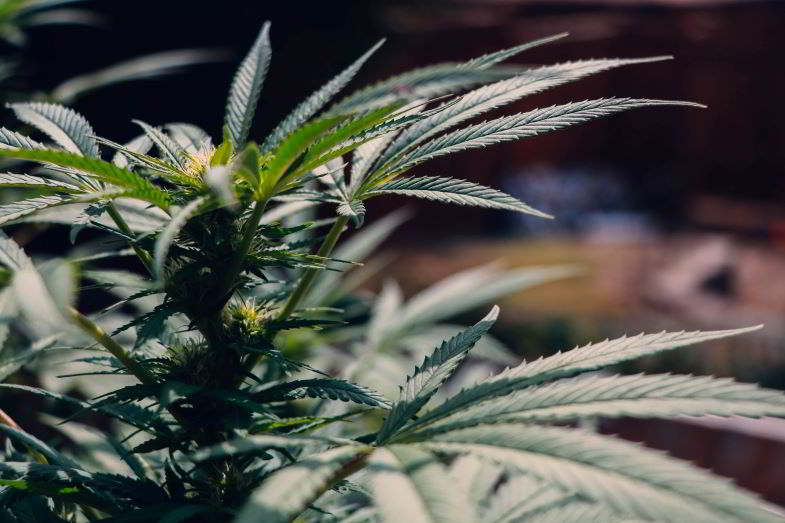 pianta di cannabis