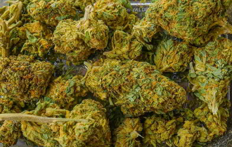 boccioli di cannabis