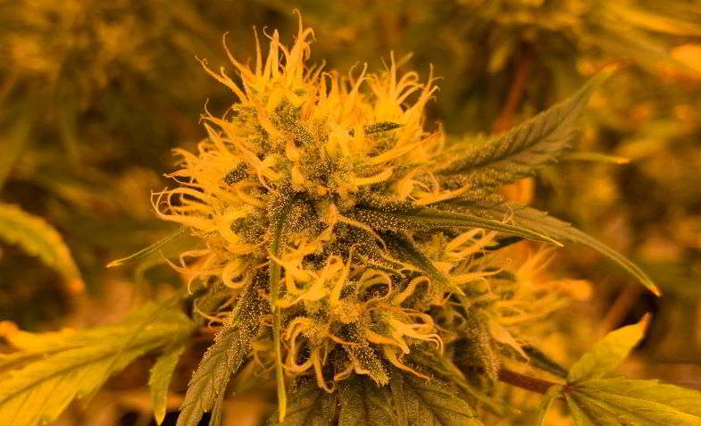 cannabis in fase di fioritura