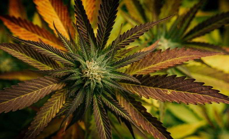 cannabis in fiore