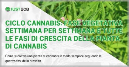 Ciclo cannabis: fase vegetativa settimana per settimana
