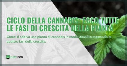 ciclo della cannabis