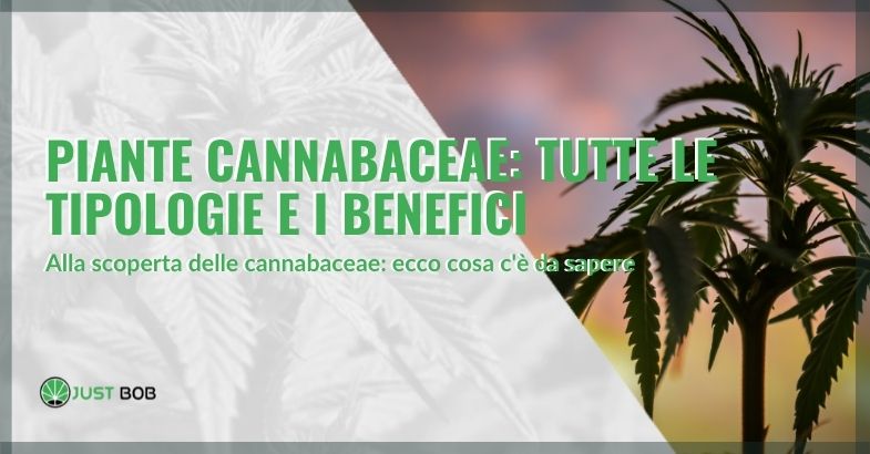 piante cannabaceae