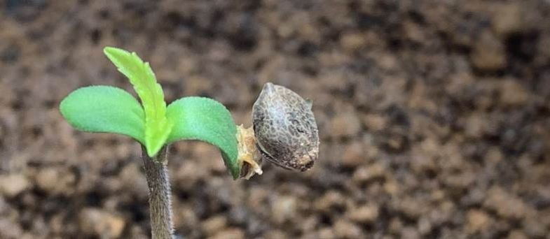 seme di cannabis germogliato