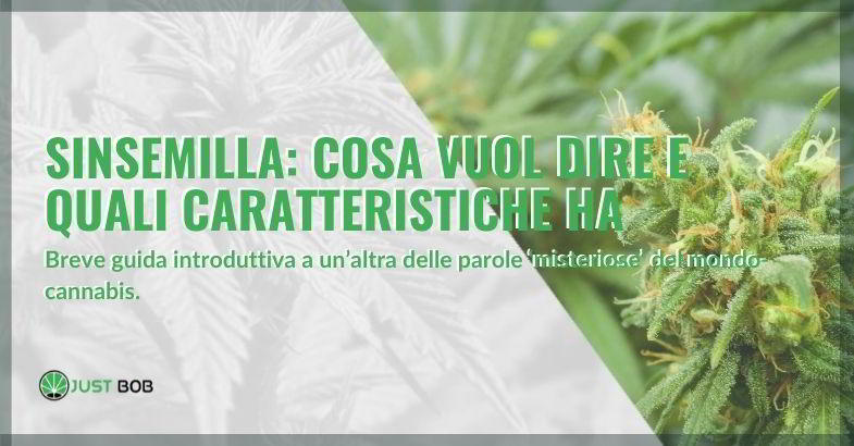 sinsemilla: significato e caratteristiche