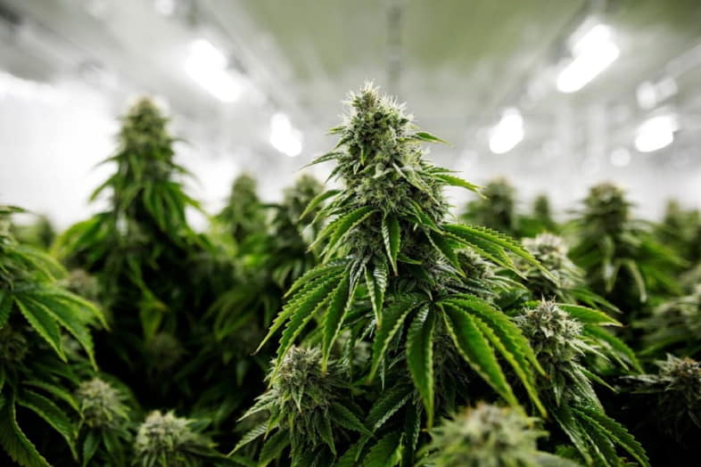 Ci sono dei fattori che garantiscono una buona resa della pianta di cannabis