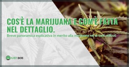 Com'è fatta e cos'è la marijuana nel dettaglio